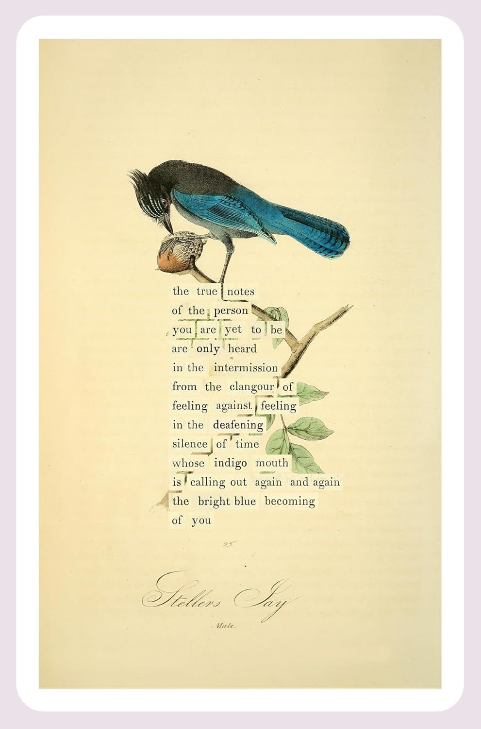 An Almanac of Birds: 100 Divinations for Uncertain Days