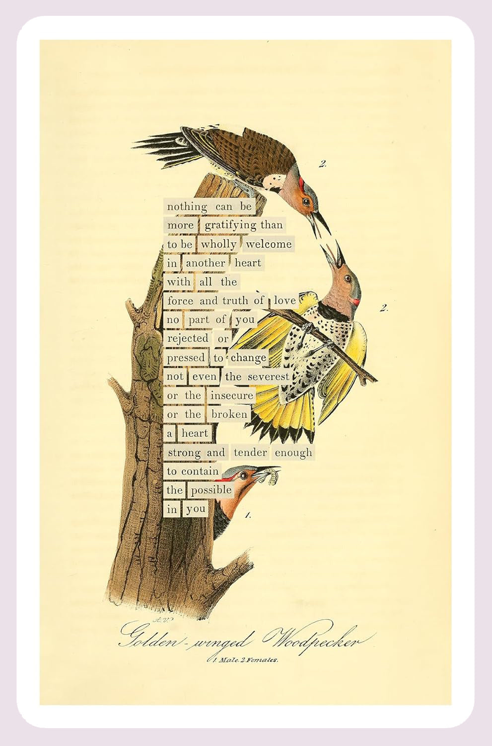 An Almanac of Birds: 100 Divinations for Uncertain Days