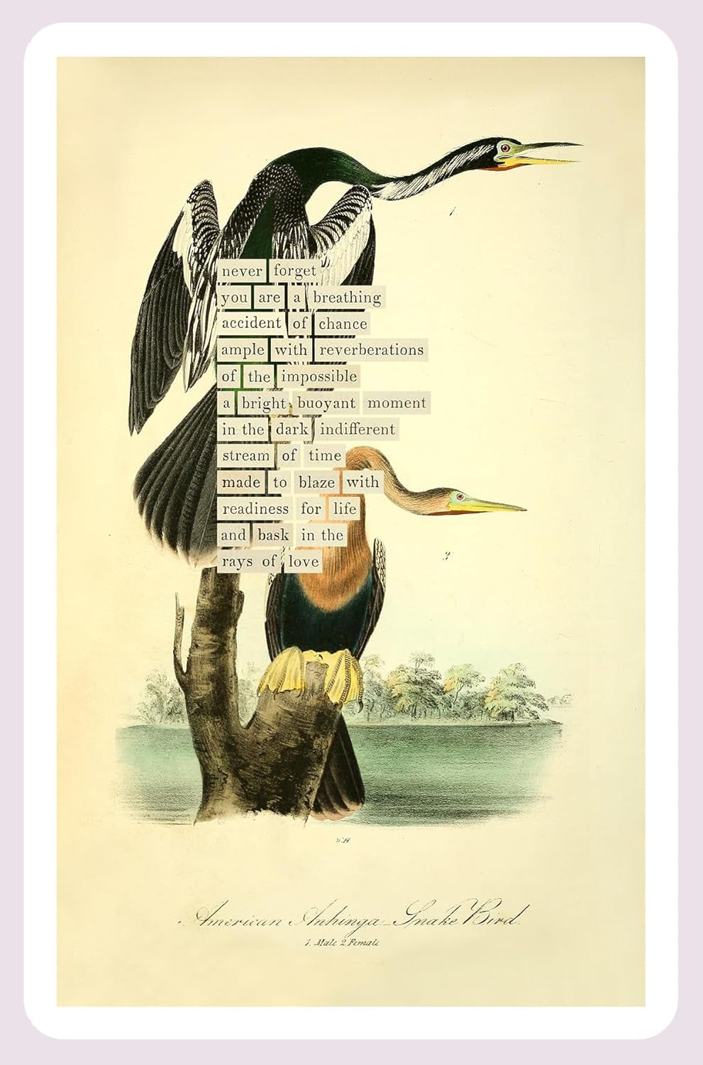 An Almanac of Birds: 100 Divinations for Uncertain Days
