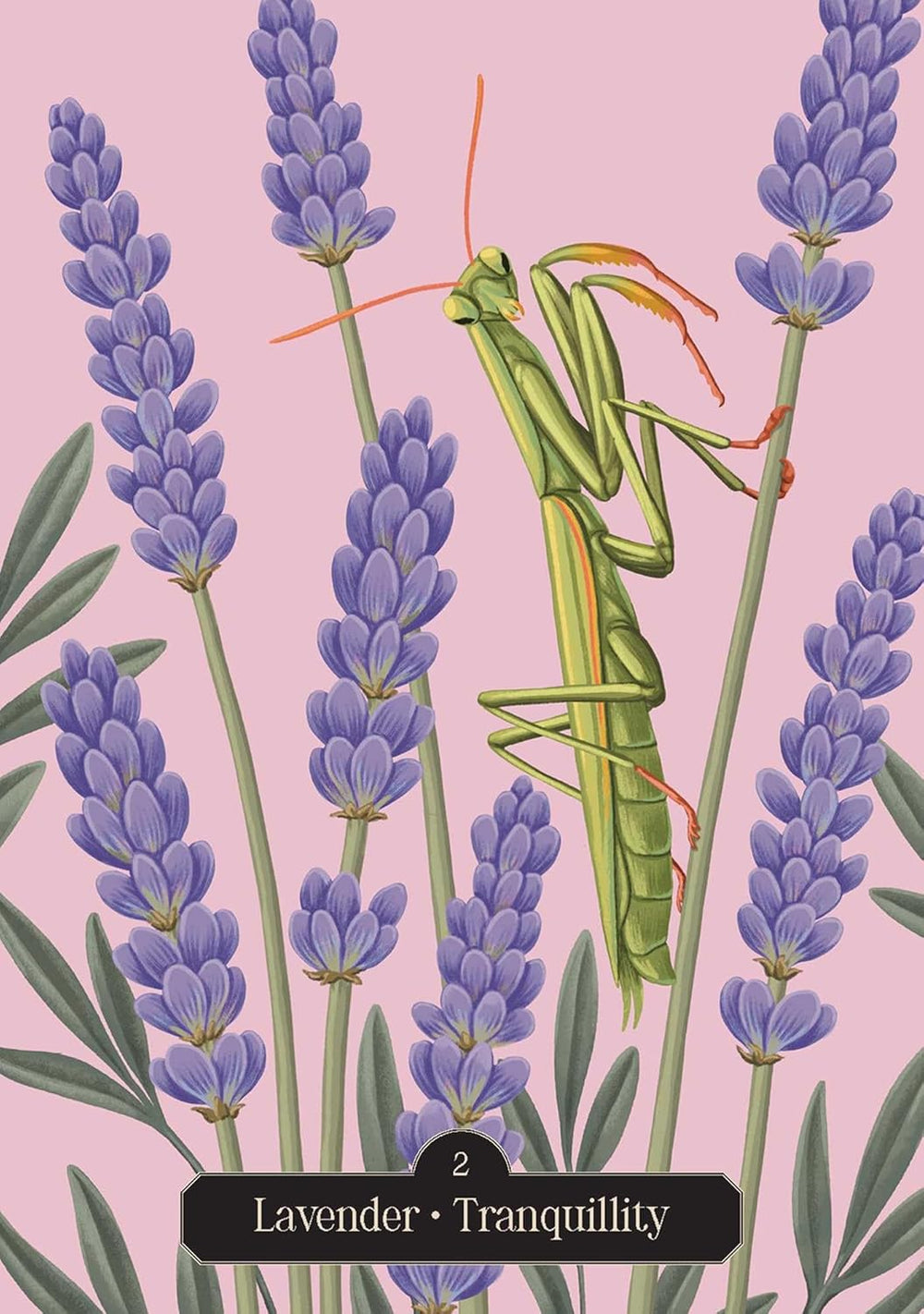 Oracle card featuring lavender flowers and a praying mantis symbolizing peace, calm, and tranquility.