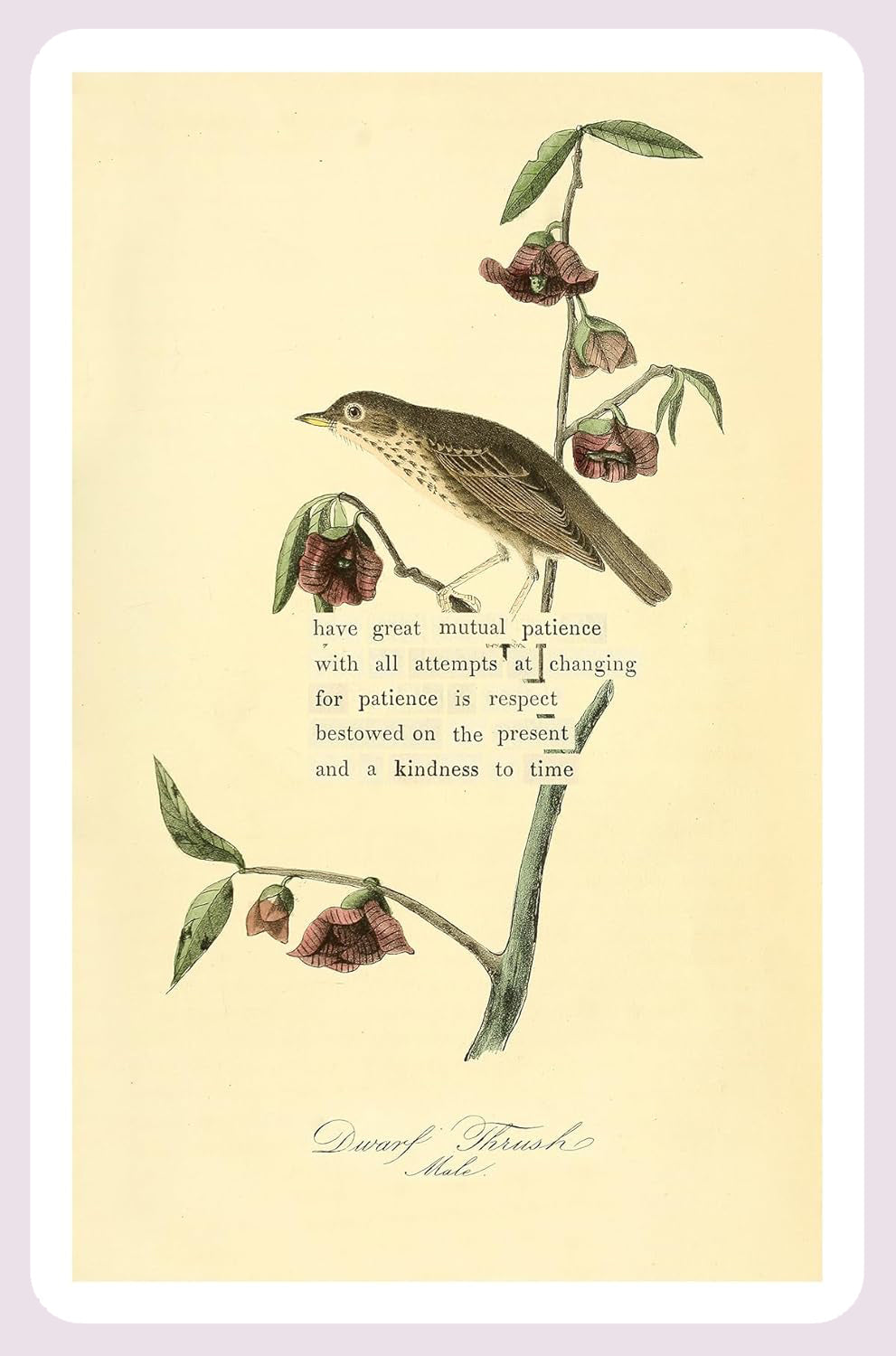 An Almanac of Birds: 100 Divinations for Uncertain Days