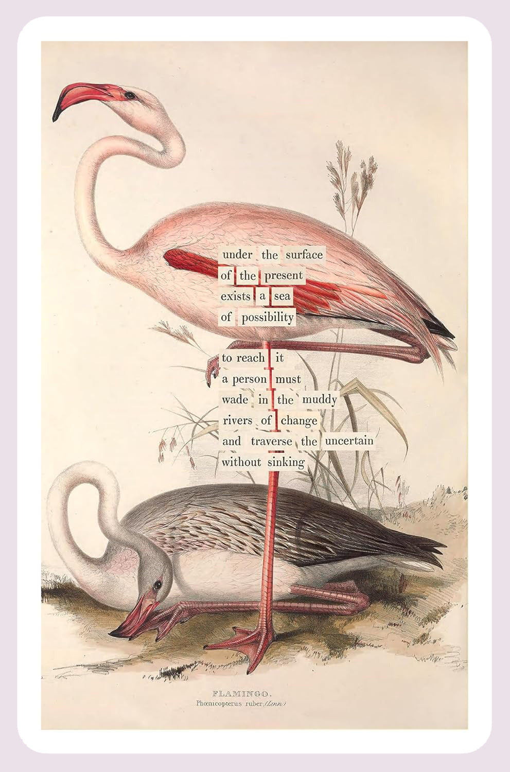 An Almanac of Birds: 100 Divinations for Uncertain Days