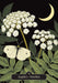 Oracle card featuring angelica flowers beneath a crescent moon with a white butterfly symbolizing protection and guardianship.