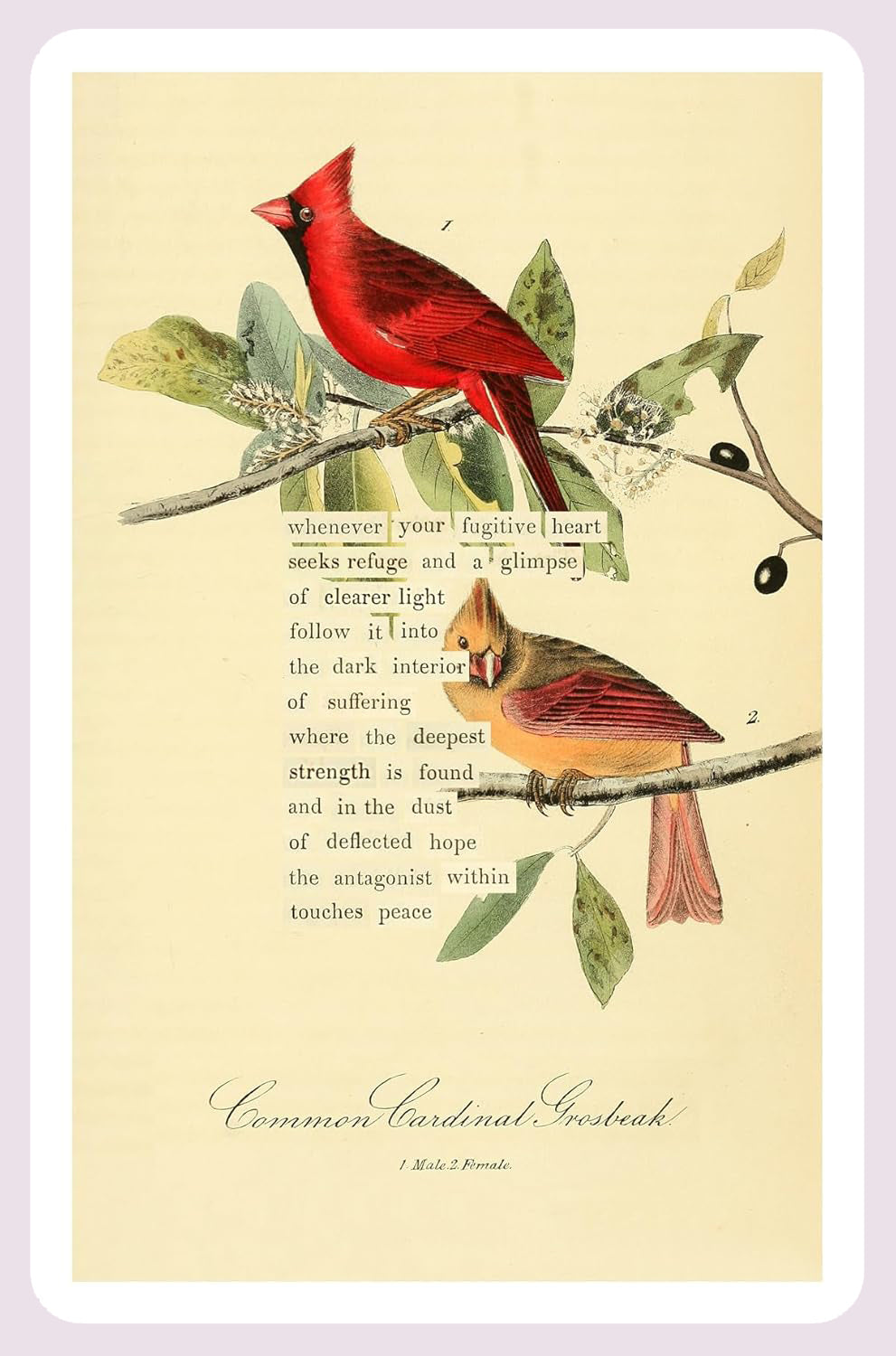 An Almanac of Birds: 100 Divinations for Uncertain Days