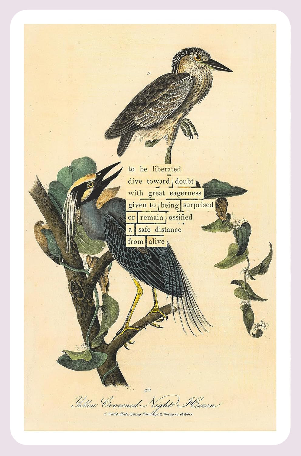 An Almanac of Birds: 100 Divinations for Uncertain Days
