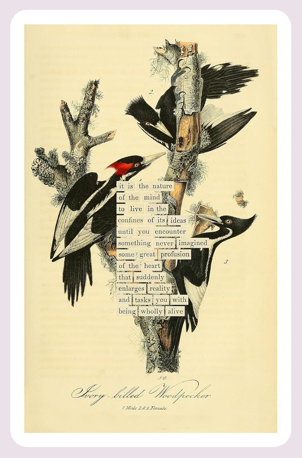 An Almanac of Birds: 100 Divinations for Uncertain Days