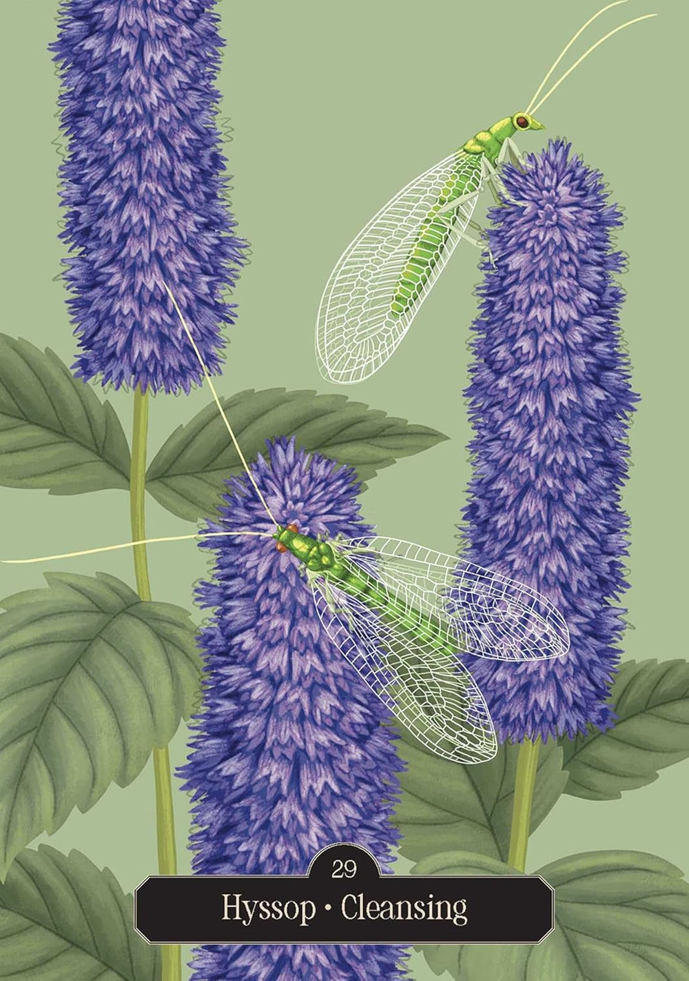 Oracle card featuring hyssop flowers with delicate green lacewings symbolizing cleansing and renewal.