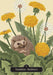 Oracle card featuring a hedgehog nestled among dandelion flowers and seed heads symbolizing resilience.