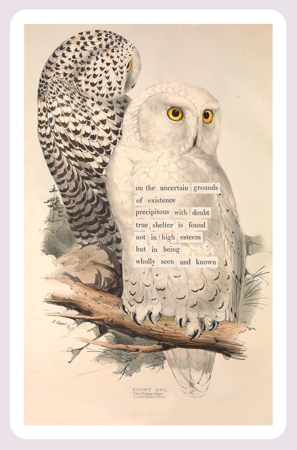 An Almanac of Birds: 100 Divinations for Uncertain Days