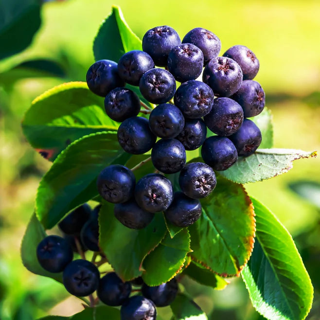 Aronia Berry
