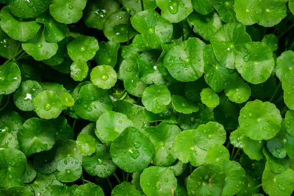 Gotu Kola