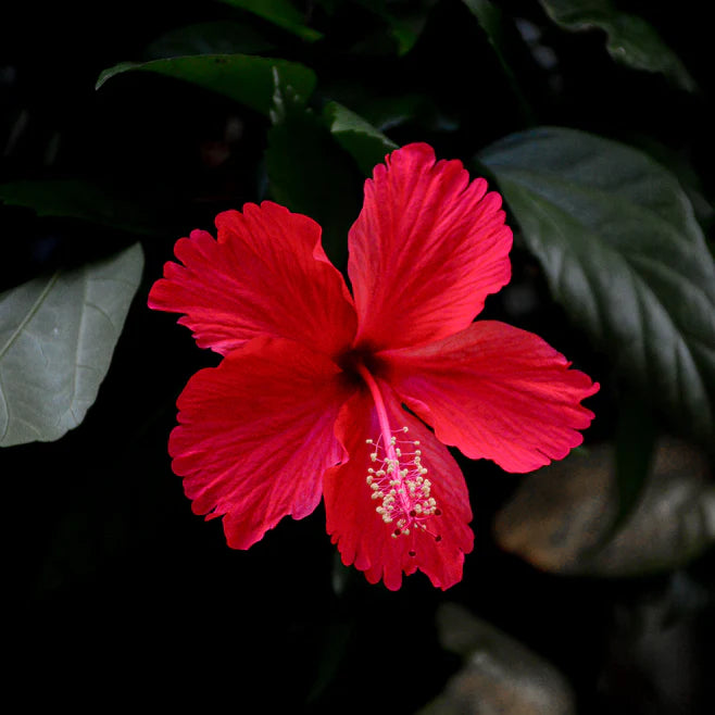 Hibiscus