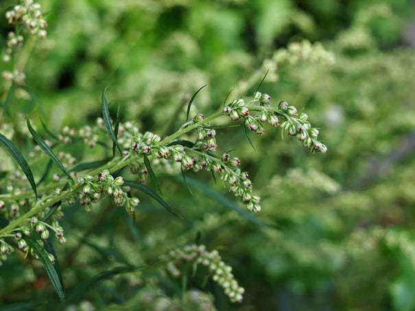 Mugwort