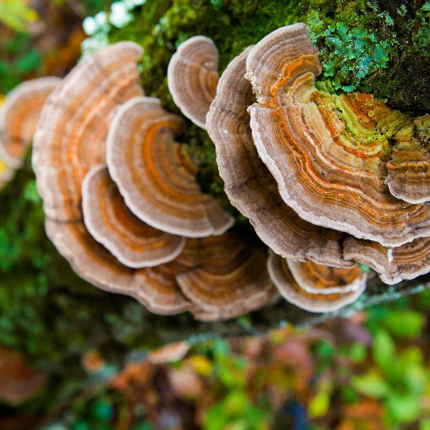Turkey Tail Mushroom