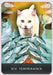 Grimalkin's Curious Cats Tarot: An 80-Card Deck and Guidebook Tarot Deck