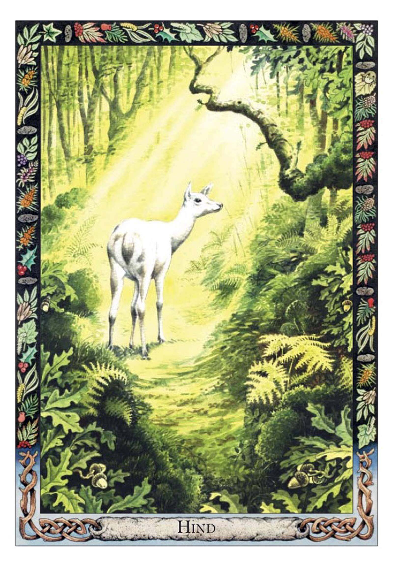The Druid Animal Oracle Deck and Book Set Oracle Kit