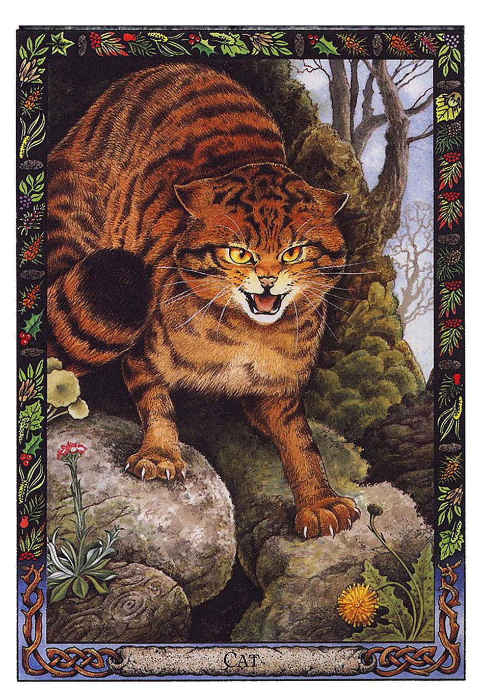 Druid Animal Oracle Deck Oracle Deck