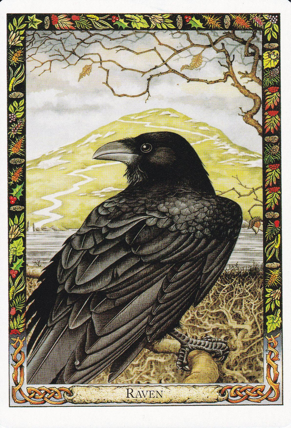 Druid Animal Oracle Deck Oracle Deck